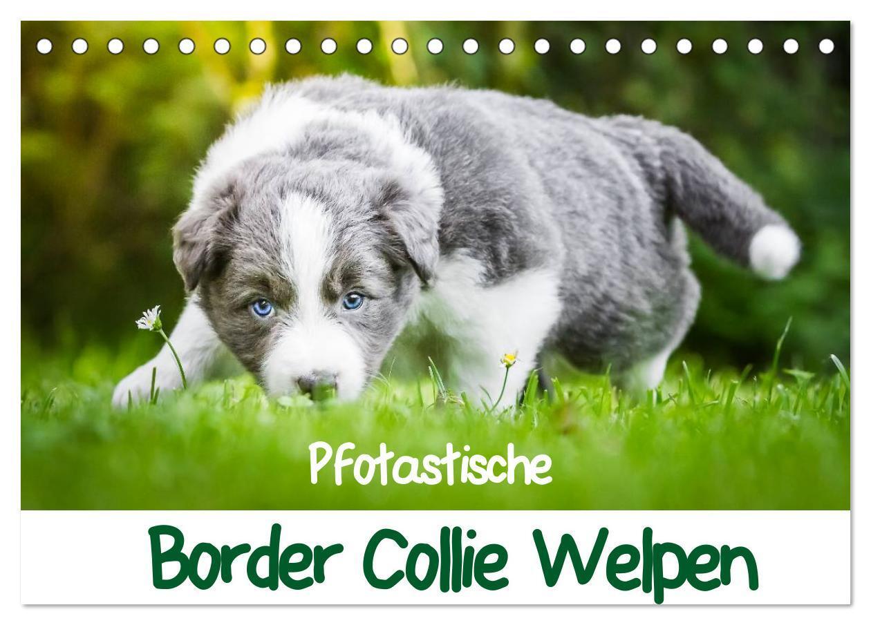 Cover: 9783435615322 | Pfotastische Border Collie Welpen (Tischkalender 2025 DIN A5 quer),...