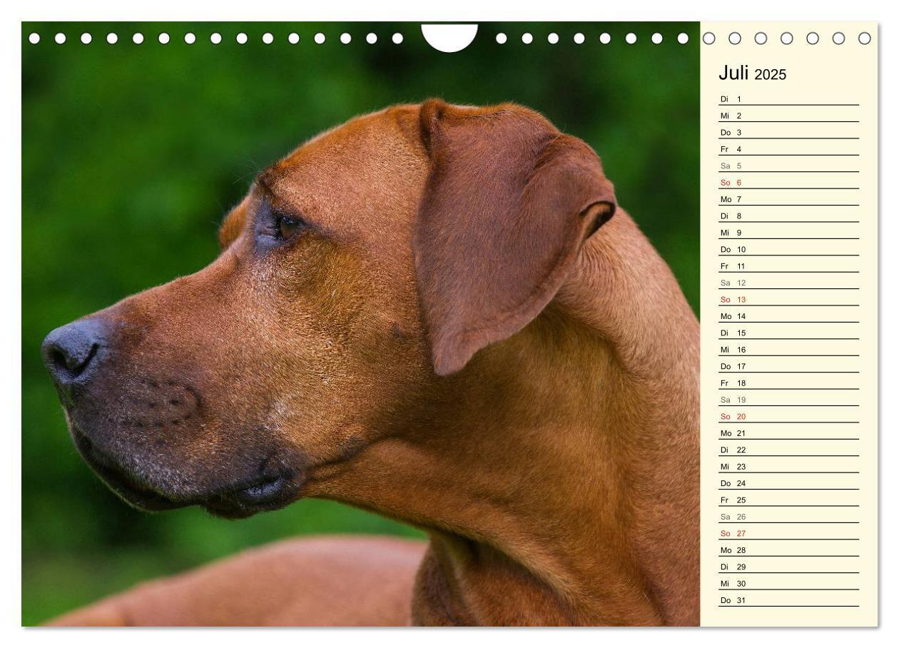 Bild: 9783435541416 | Rhodesian Ridgeback 2025 (Wandkalender 2025 DIN A4 quer), CALVENDO...