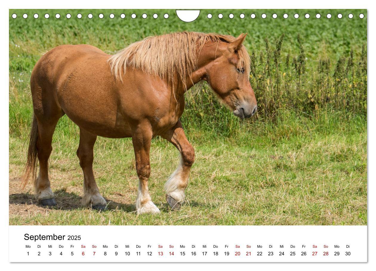 Bild: 9783435354375 | Alte Nutztierrassen 2025 (Wandkalender 2025 DIN A4 quer), CALVENDO...