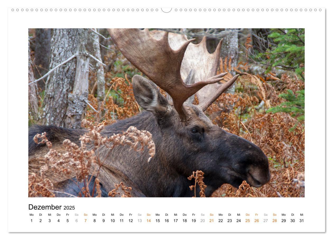 Bild: 9783435087068 | Neuschottland, Kanada (Wandkalender 2025 DIN A2 quer), CALVENDO...