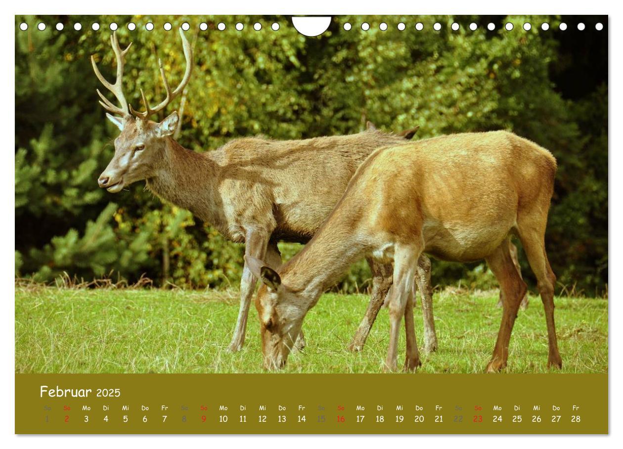 Bild: 9783435635030 | Begegnungen. DER HIRSCH (Wandkalender 2025 DIN A4 quer), CALVENDO...