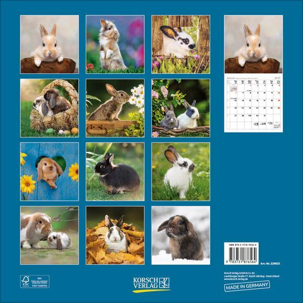 Bild: 9783731876564 | Kaninchen 2025 | Verlag Korsch | Kalender | 13 S. | Deutsch | 2025