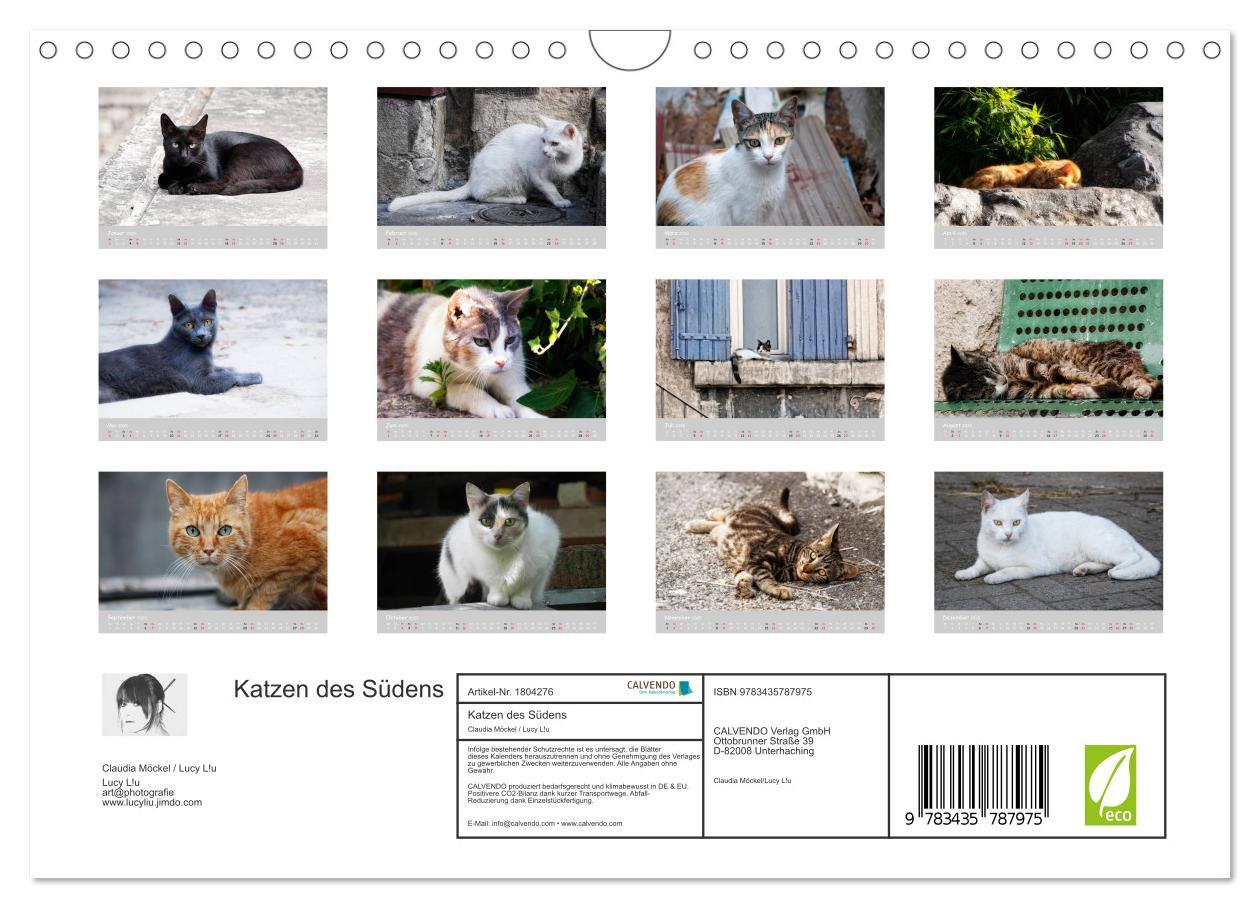 Bild: 9783435787975 | Katzen des Südens (Wandkalender 2025 DIN A4 quer), CALVENDO...