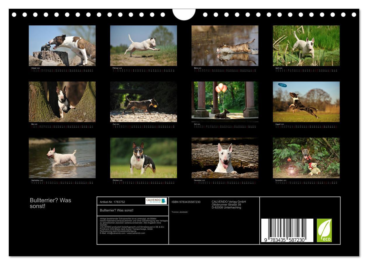 Bild: 9783435587230 | Bullterrier? Was sonst! (Wandkalender 2025 DIN A4 quer), CALVENDO...