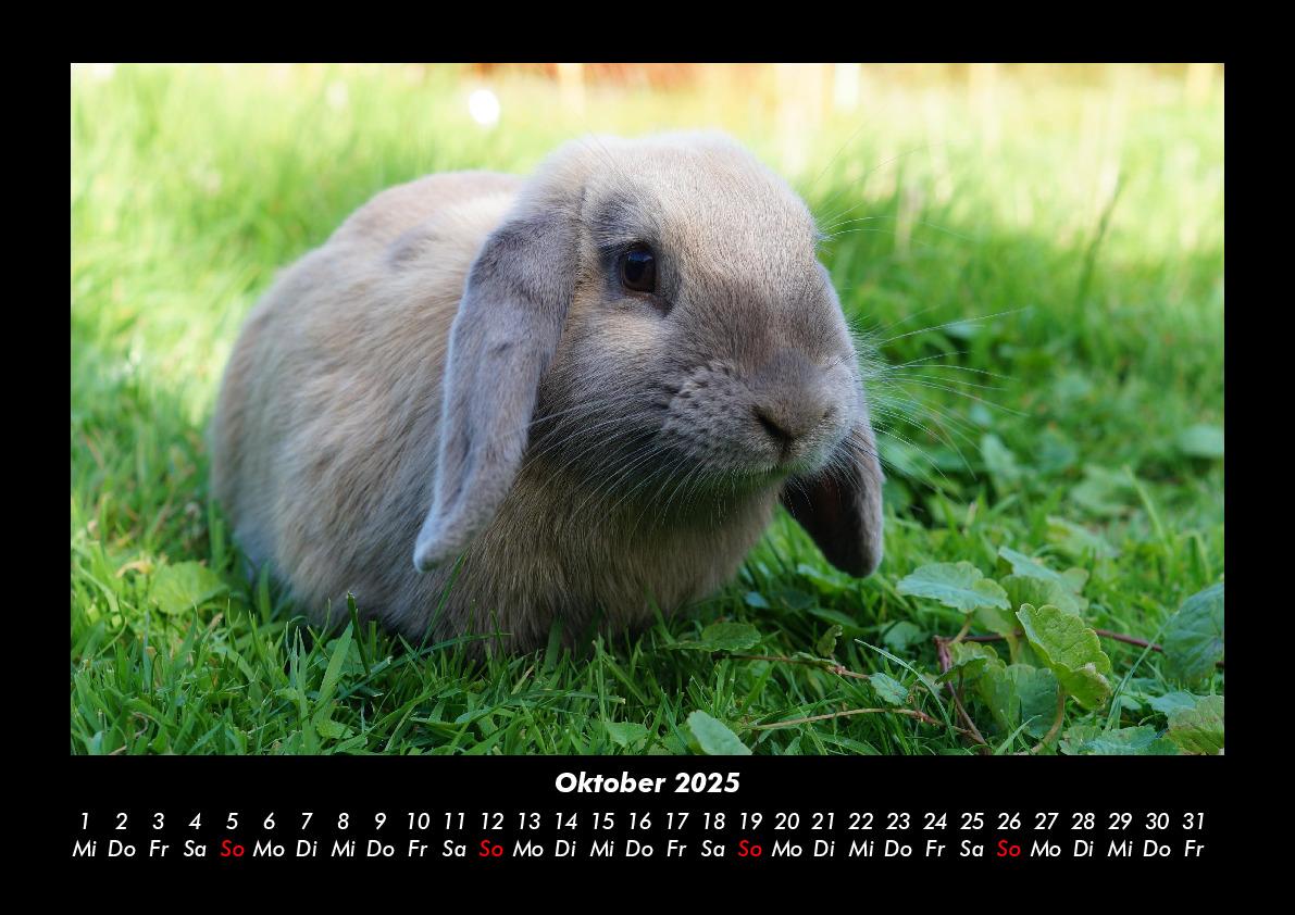 Bild: 9783755980223 | Haustierkalender 2025 Fotokalender DIN A3 | Tobias Becker | Kalender