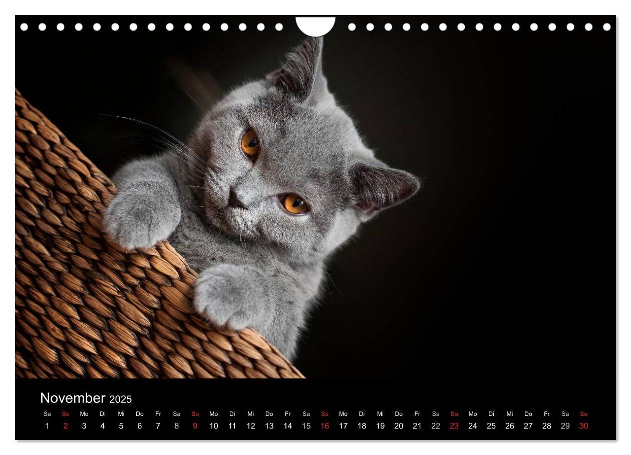 Bild: 9783435763337 | Bärige Schmusetiger - Britisch Kurzhaar (Wandkalender 2025 DIN A4...