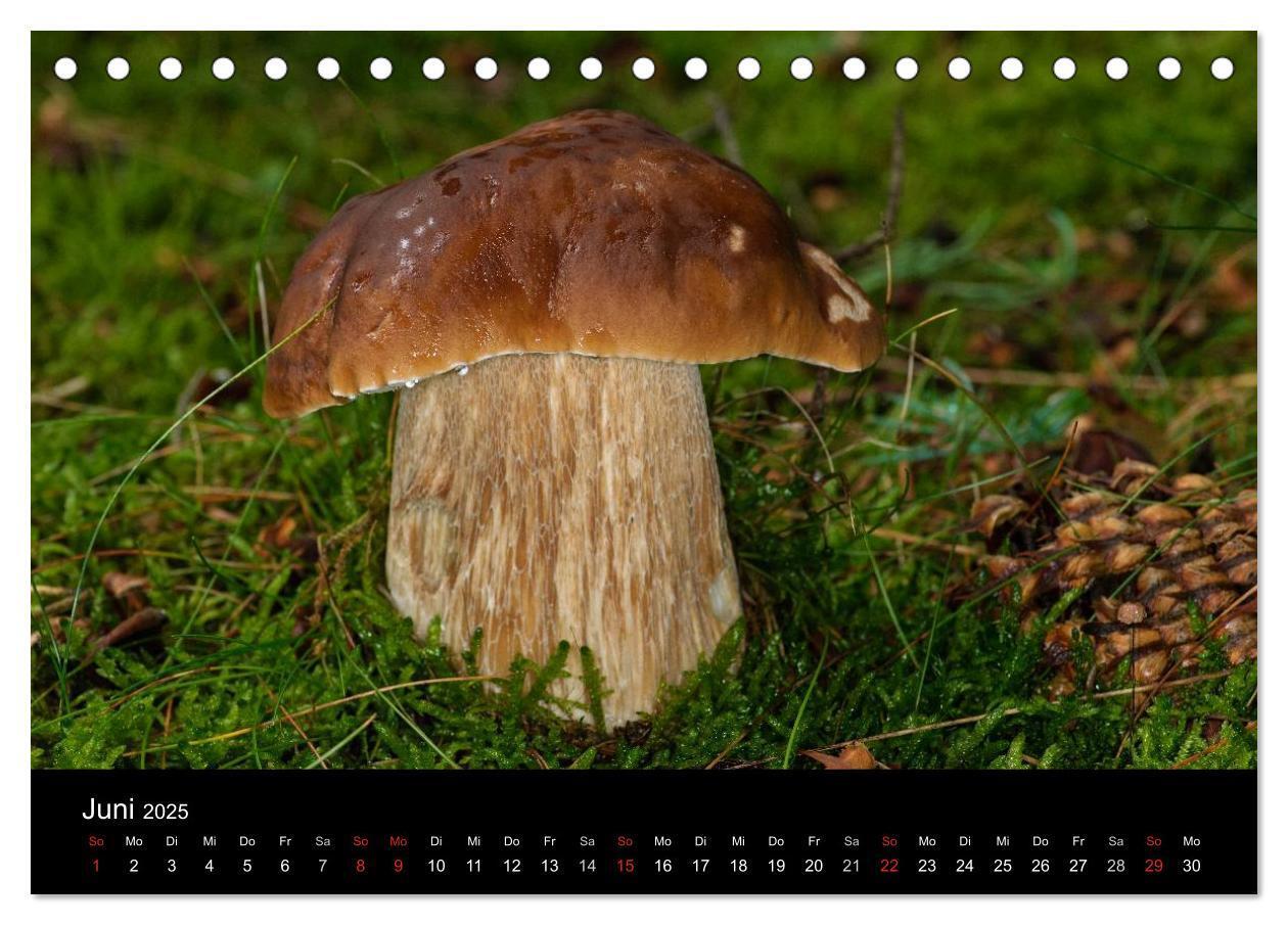 Bild: 9783435641314 | Pilze in Wald und Flur (Tischkalender 2025 DIN A5 quer), CALVENDO...