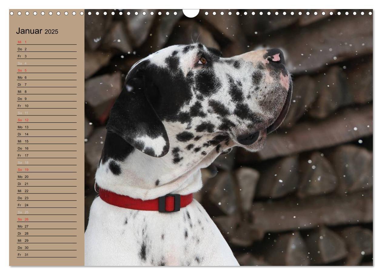 Bild: 9783435491841 | Deutsche Doggen - Sanfte Riesen (Wandkalender 2025 DIN A3 quer),...