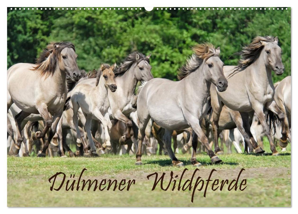 Cover: 9783435813056 | Dülmener Wildpferde (Wandkalender 2025 DIN A2 quer), CALVENDO...