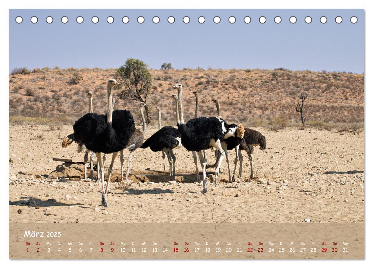 Bild: 9783435014521 | Kgalagadi - Fauna und Wildtiere in der Kalahari (Tischkalender 2025...