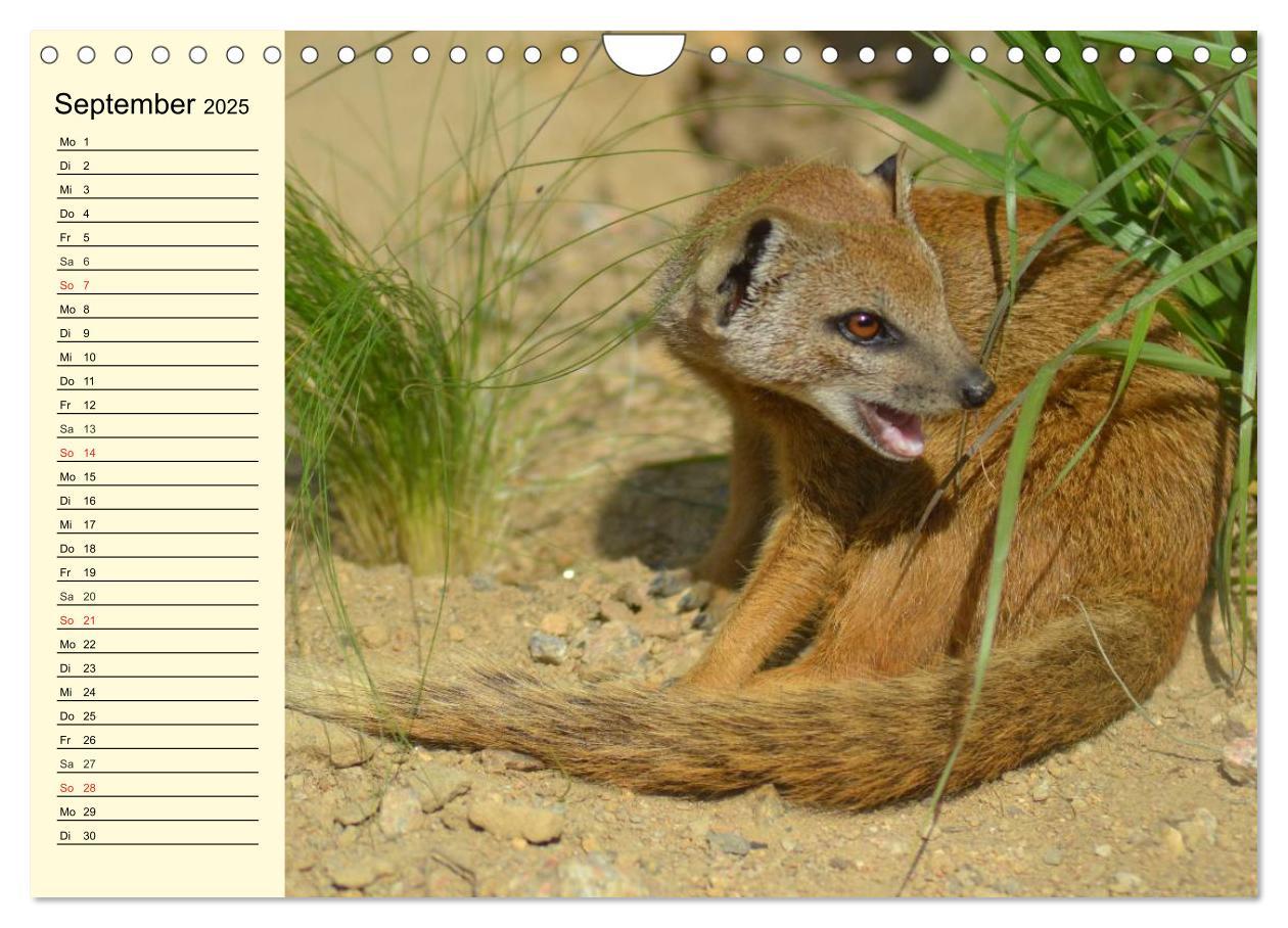 Bild: 9783435494118 | Afrika. Tiere in freier Wildbahn (Wandkalender 2025 DIN A4 quer),...