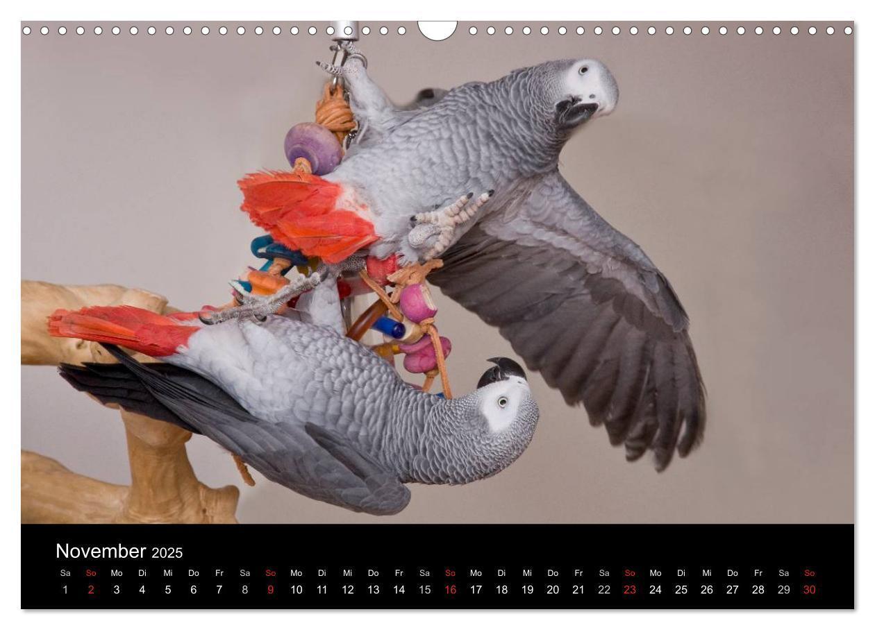 Bild: 9783435626168 | Graupapageien zum Verlieben (Wandkalender 2025 DIN A3 quer),...