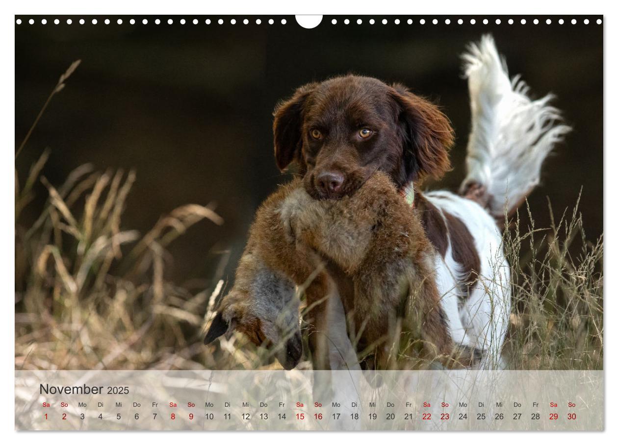 Bild: 9783457155882 | Treue Jagdgefährten Der kleine Münsterländer (Wandkalender 2025 DIN...