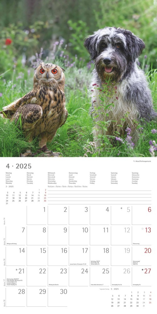 Bild: 4251732340780 | Alpha Edition - Tierfreundschaften 2025 Broschürenkalender,...