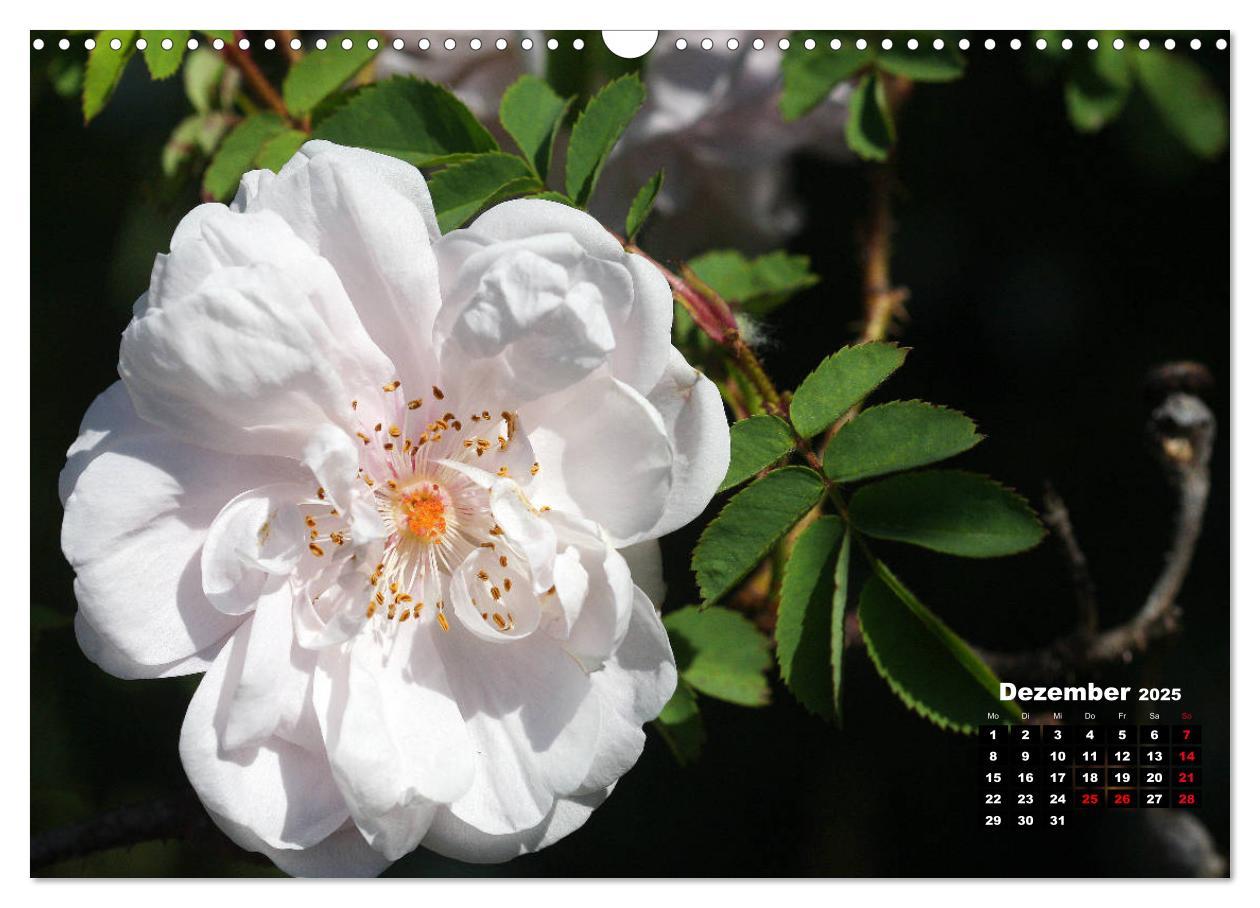 Bild: 9783435234851 | Magie der Rosen (Wandkalender 2025 DIN A3 quer), CALVENDO...