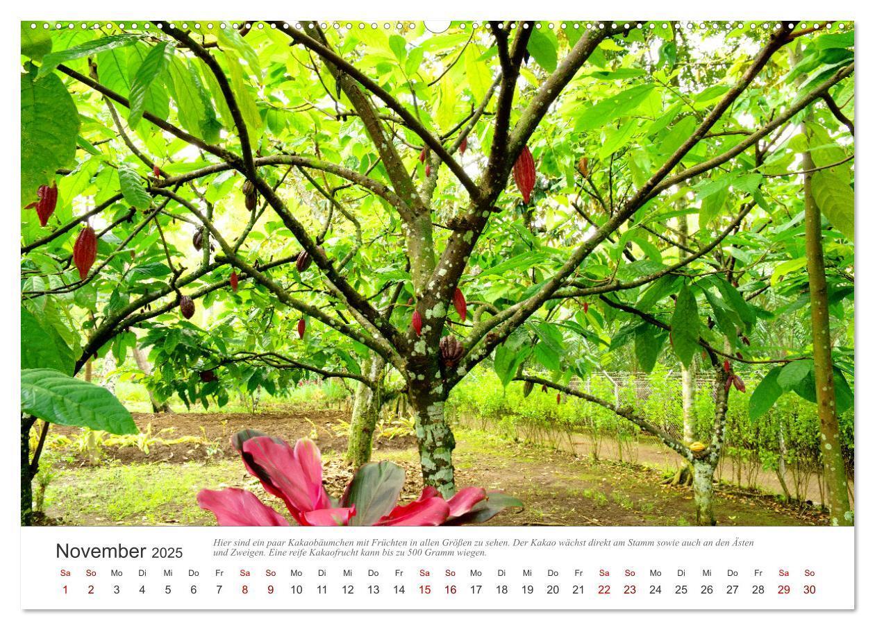 Bild: 9783435043163 | JAVA Natur pur (Wandkalender 2025 DIN A2 quer), CALVENDO...