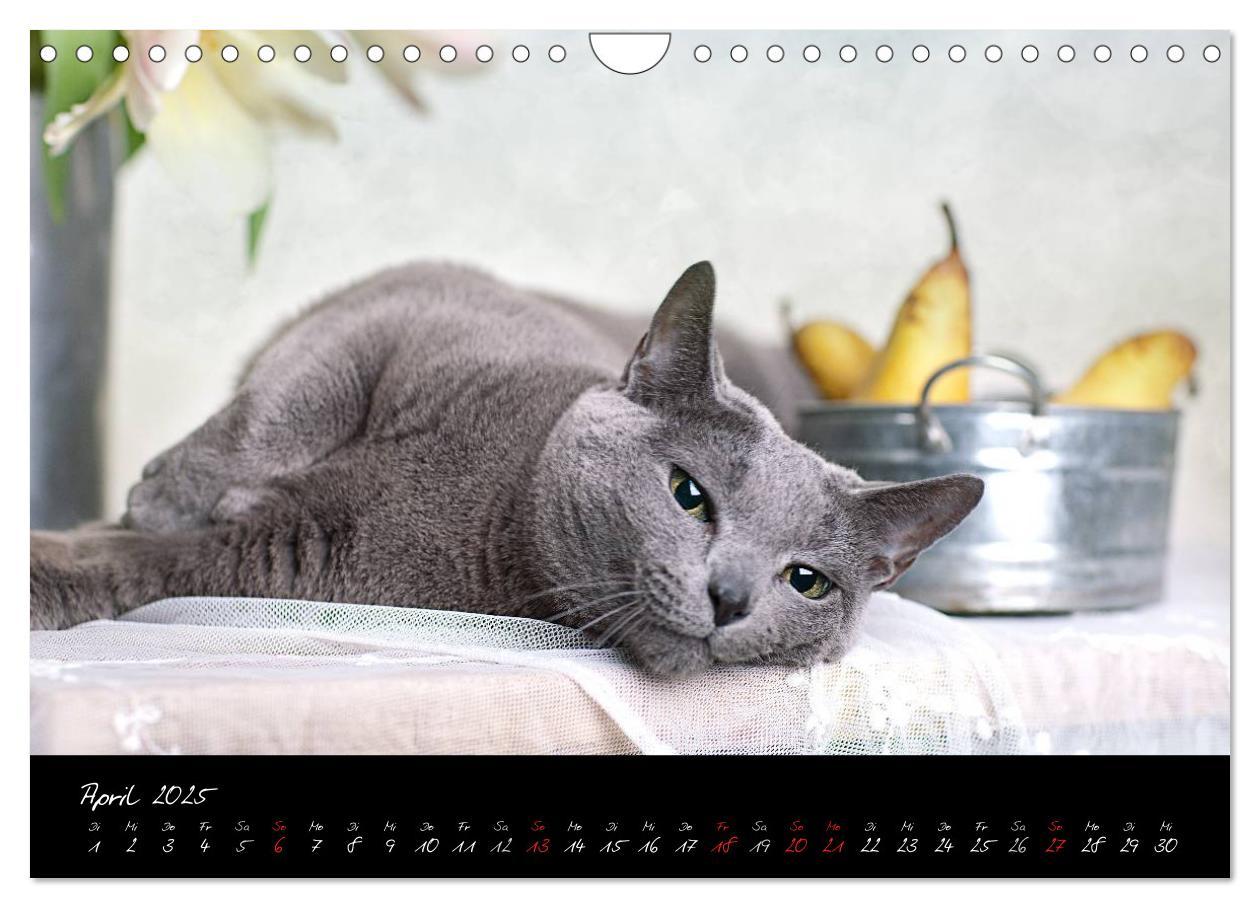 Bild: 9783435837663 | Katzen 2025 (Wandkalender 2025 DIN A4 quer), CALVENDO Monatskalender