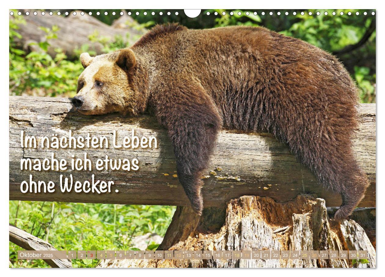 Bild: 9783383880773 | Spaß mit Bären: Edition lustige Tiere (Wandkalender 2025 DIN A3...