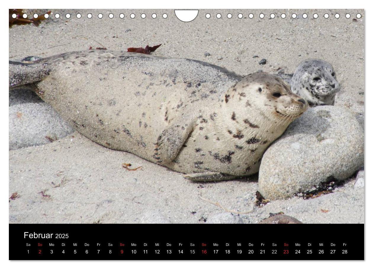 Bild: 9783435824915 | Monterey California (Wandkalender 2025 DIN A4 quer), CALVENDO...