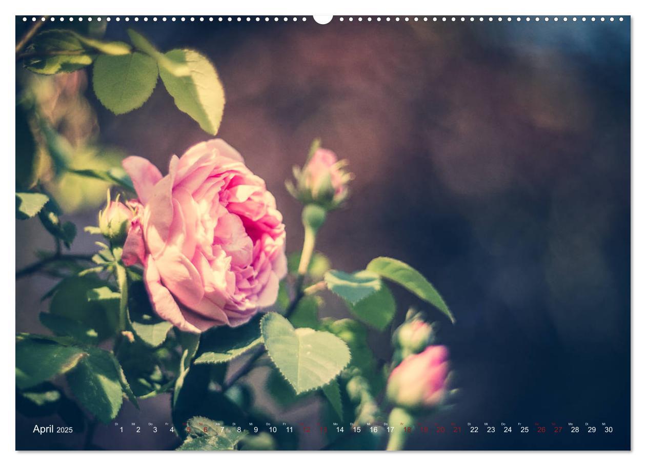 Bild: 9783435390380 | Die Welt der Alten Rosen (Wandkalender 2025 DIN A2 quer), CALVENDO...