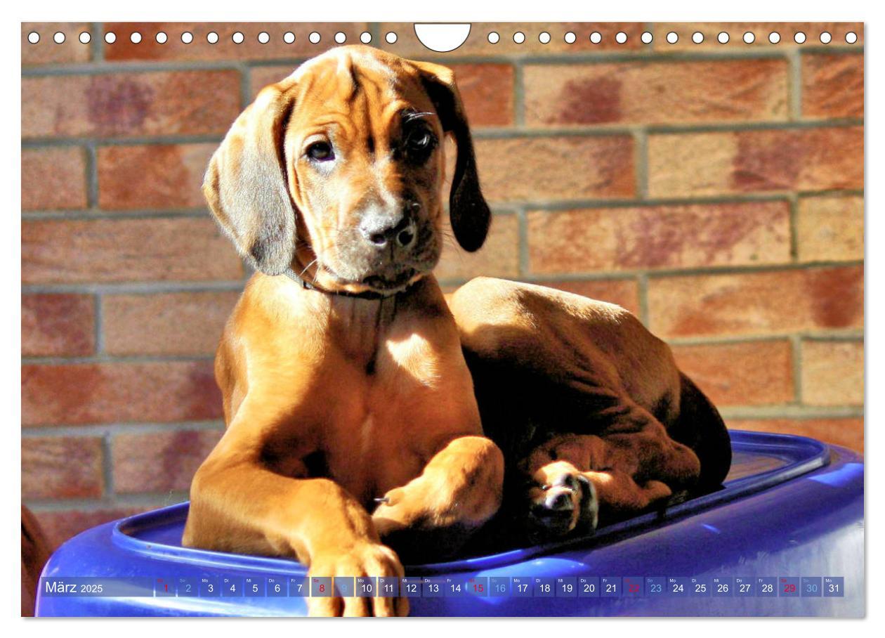 Bild: 9783435369614 | Rhodesian Ridgeback - Moments (Wandkalender 2025 DIN A4 quer),...