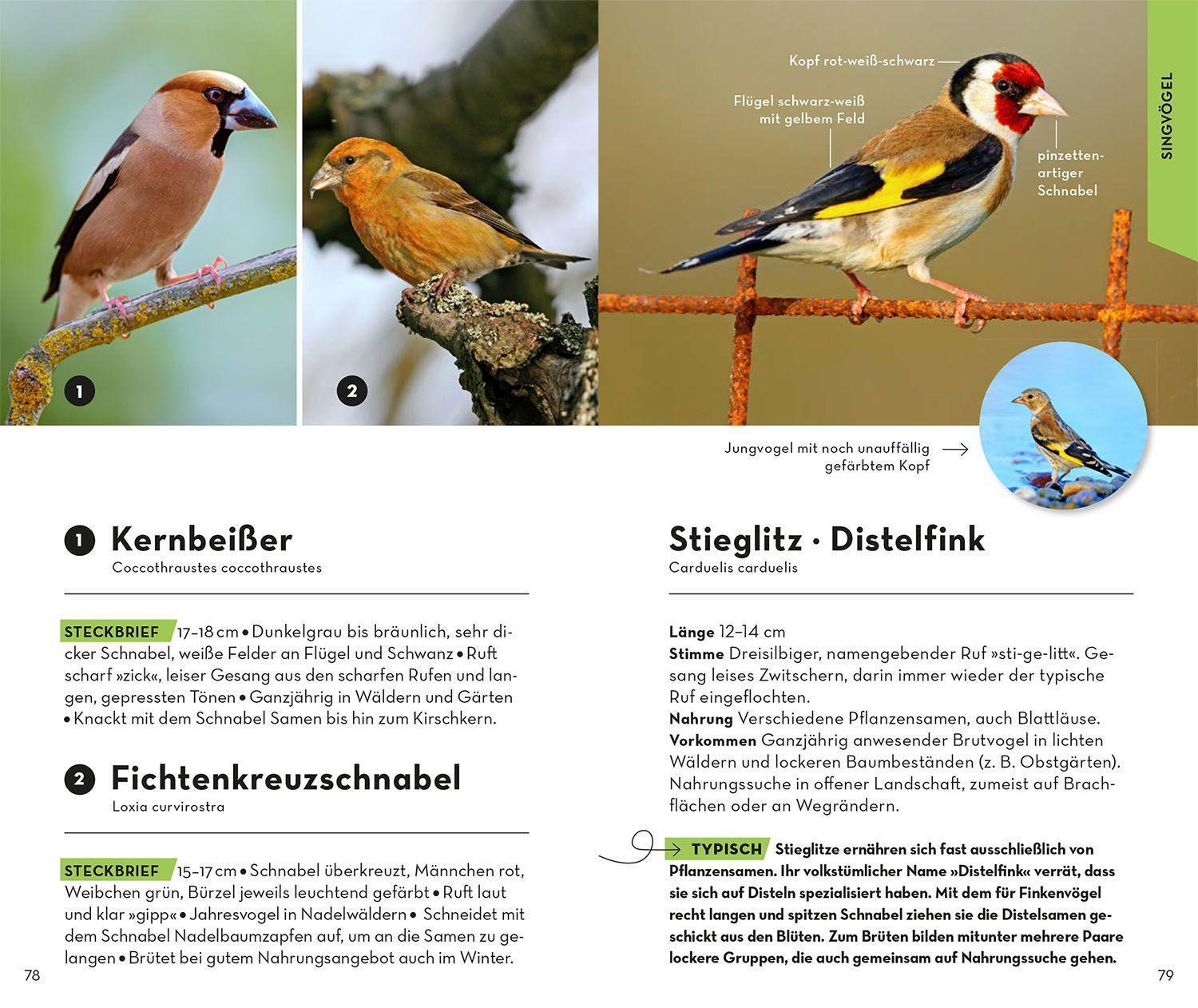 Bild: 9783440173930 | BASIC Vögel | 153 Arten einfach und sicher erkennen | Volker Dierschke