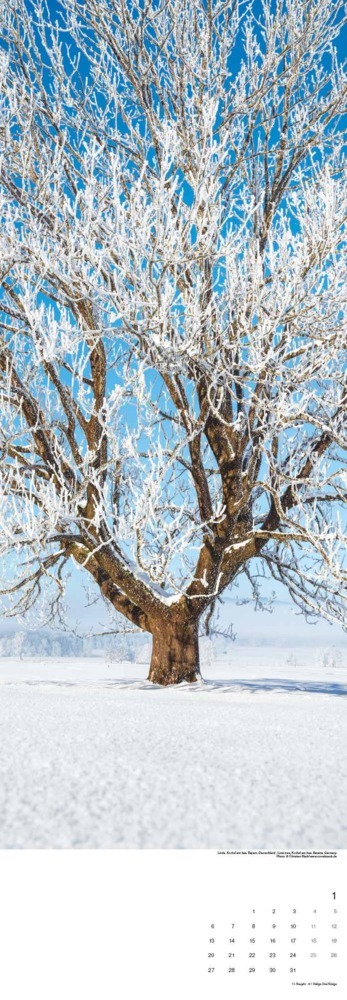 Bild: 4250809653167 | DUMONT - Bäume 2025 Wankalender, 34x98cm, Kalender mit den "grünen...