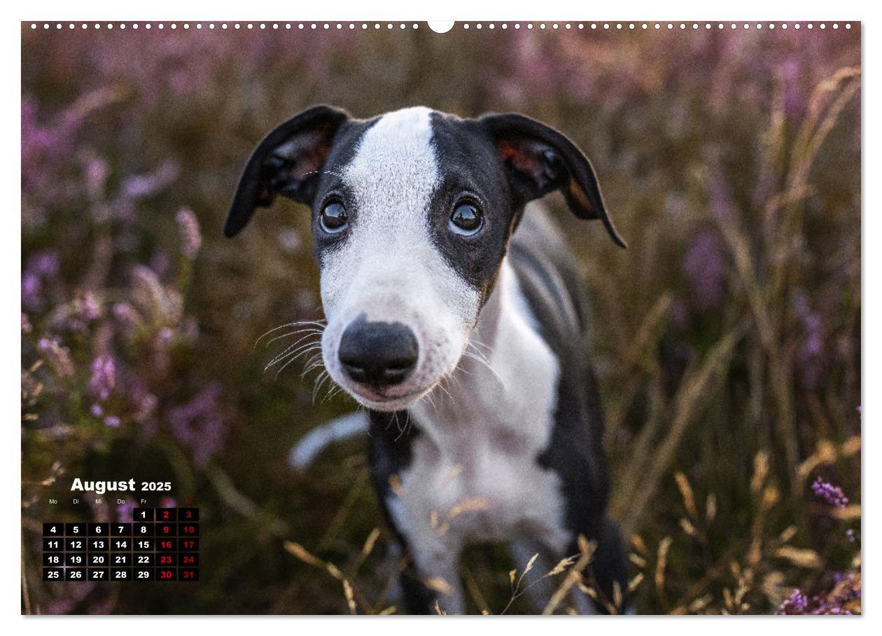 Bild: 9783383973673 | WHIPPETS - SCHNELL UND SCHÖN (Wandkalender 2025 DIN A2 quer),...