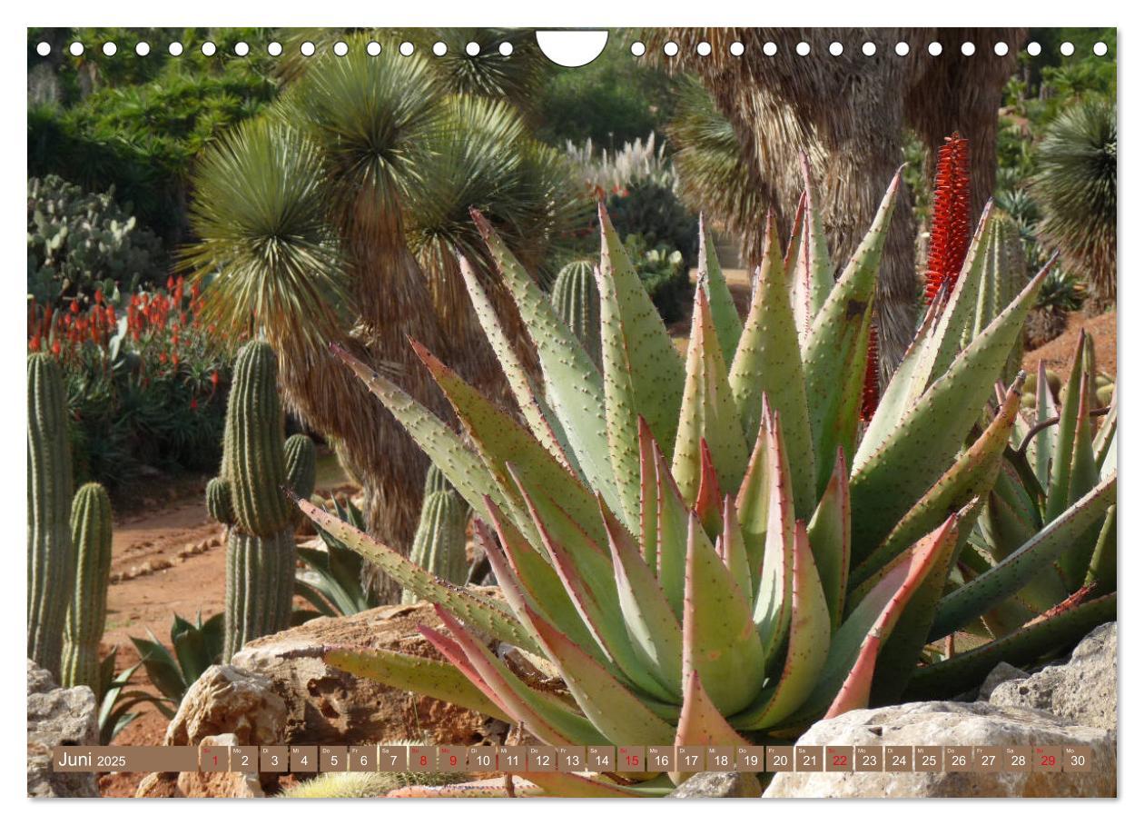 Bild: 9783435337064 | BOTANICACTUS Mallorcas Kakteengarten (Wandkalender 2025 DIN A4...