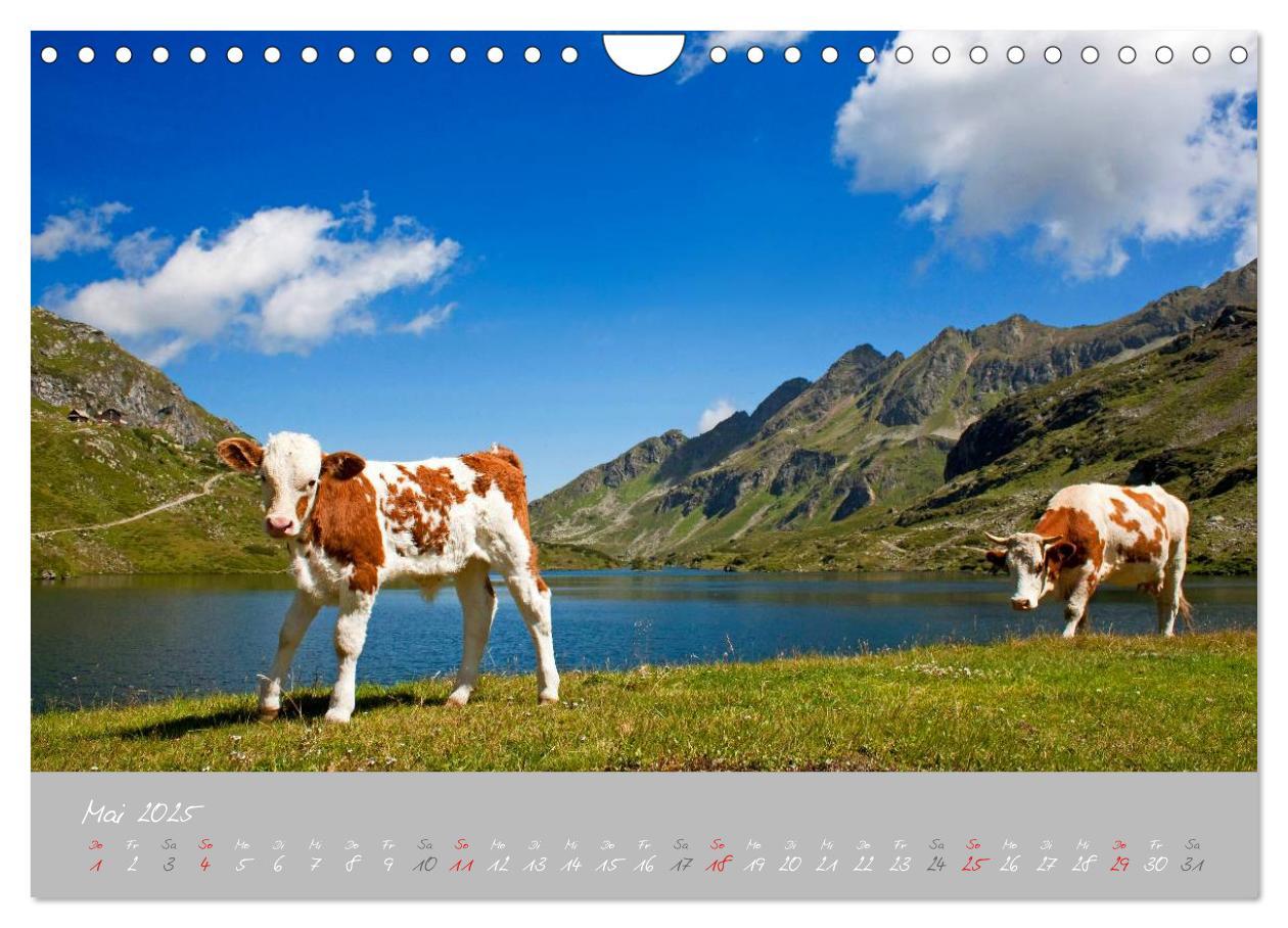 Bild: 9783435536498 | Friedliche Kühe (Wandkalender 2025 DIN A4 quer), CALVENDO...