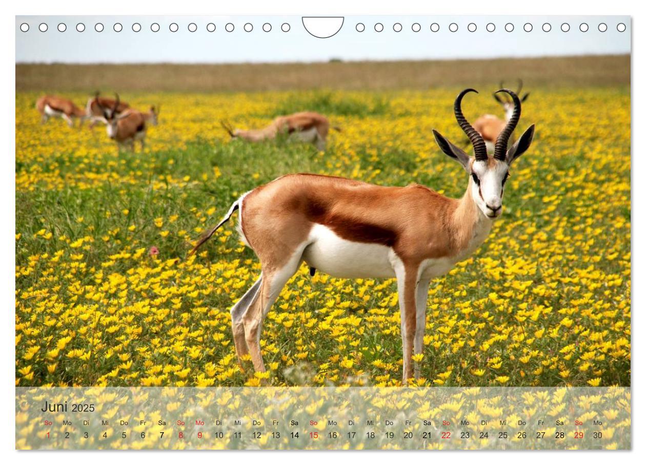 Bild: 9783435606573 | Afrikas schöne Tierwelt (Wandkalender 2025 DIN A4 quer), CALVENDO...