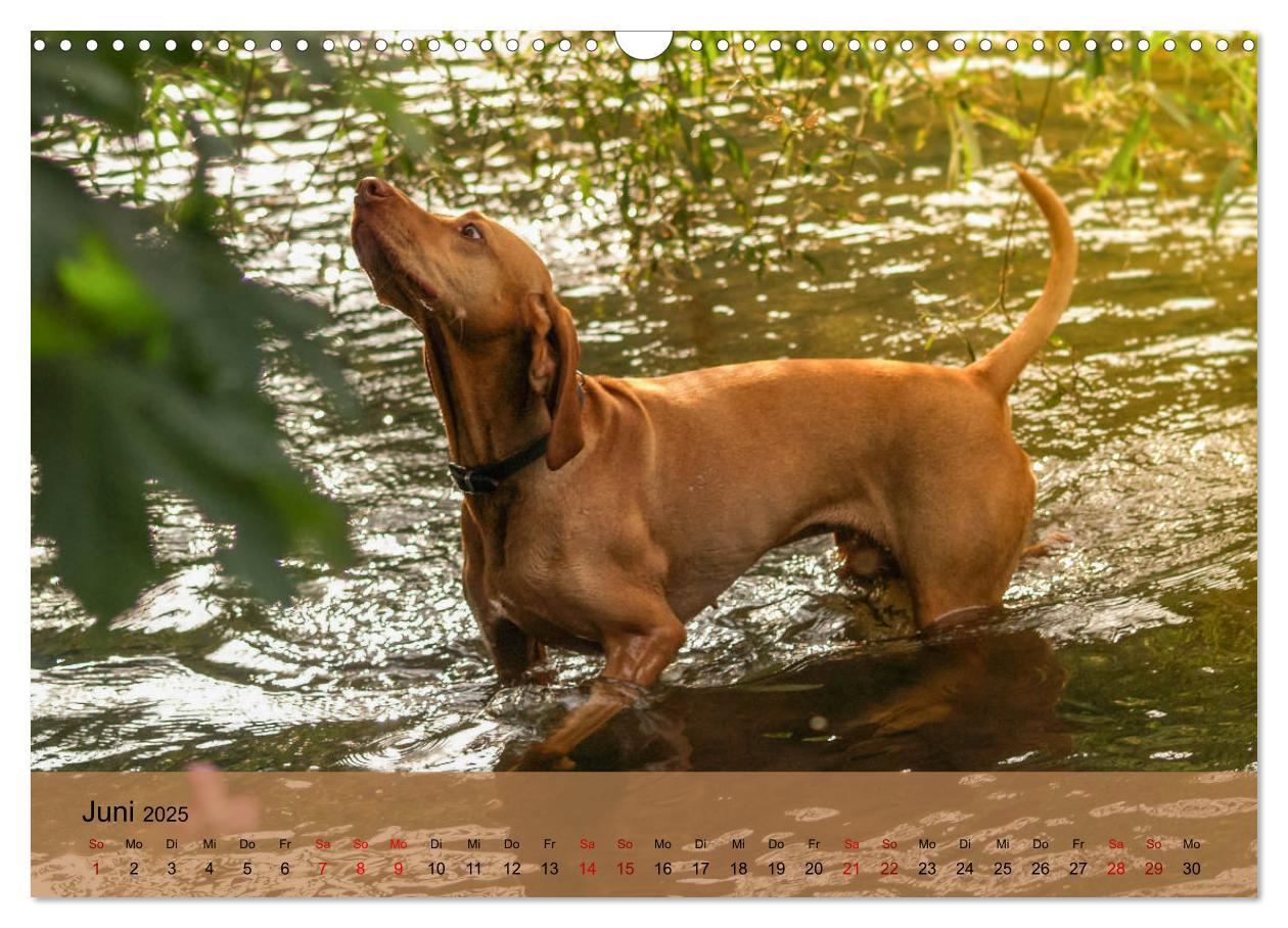 Bild: 9783435307432 | Magyar Vizsla - Ungarischer Vorstehhund (Wandkalender 2025 DIN A3...