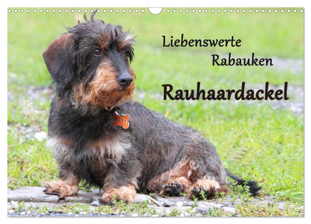 Cover: 9783435742882 | Liebenswerte Rabauken Rauhaardackel / CH-Version (Wandkalender 2025...