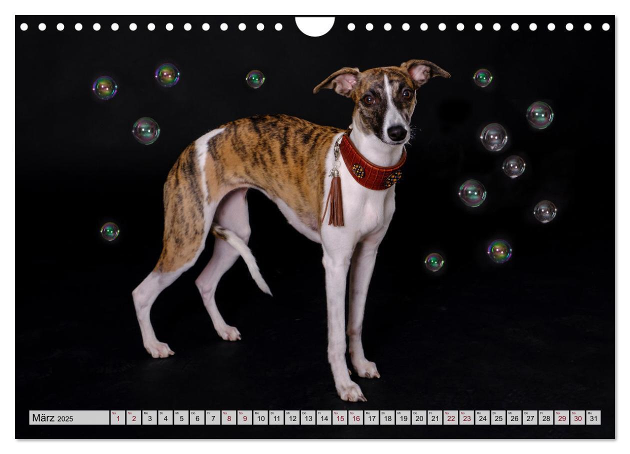 Bild: 9783383941917 | Der Whippet - ein Seelenhund (Wandkalender 2025 DIN A4 quer),...