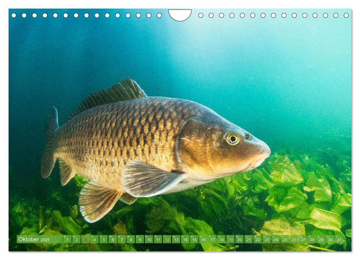 Bild: 9783457180532 | Heimische Fische: Karpfen, Forelle, Hecht (Wandkalender 2025 DIN A4...