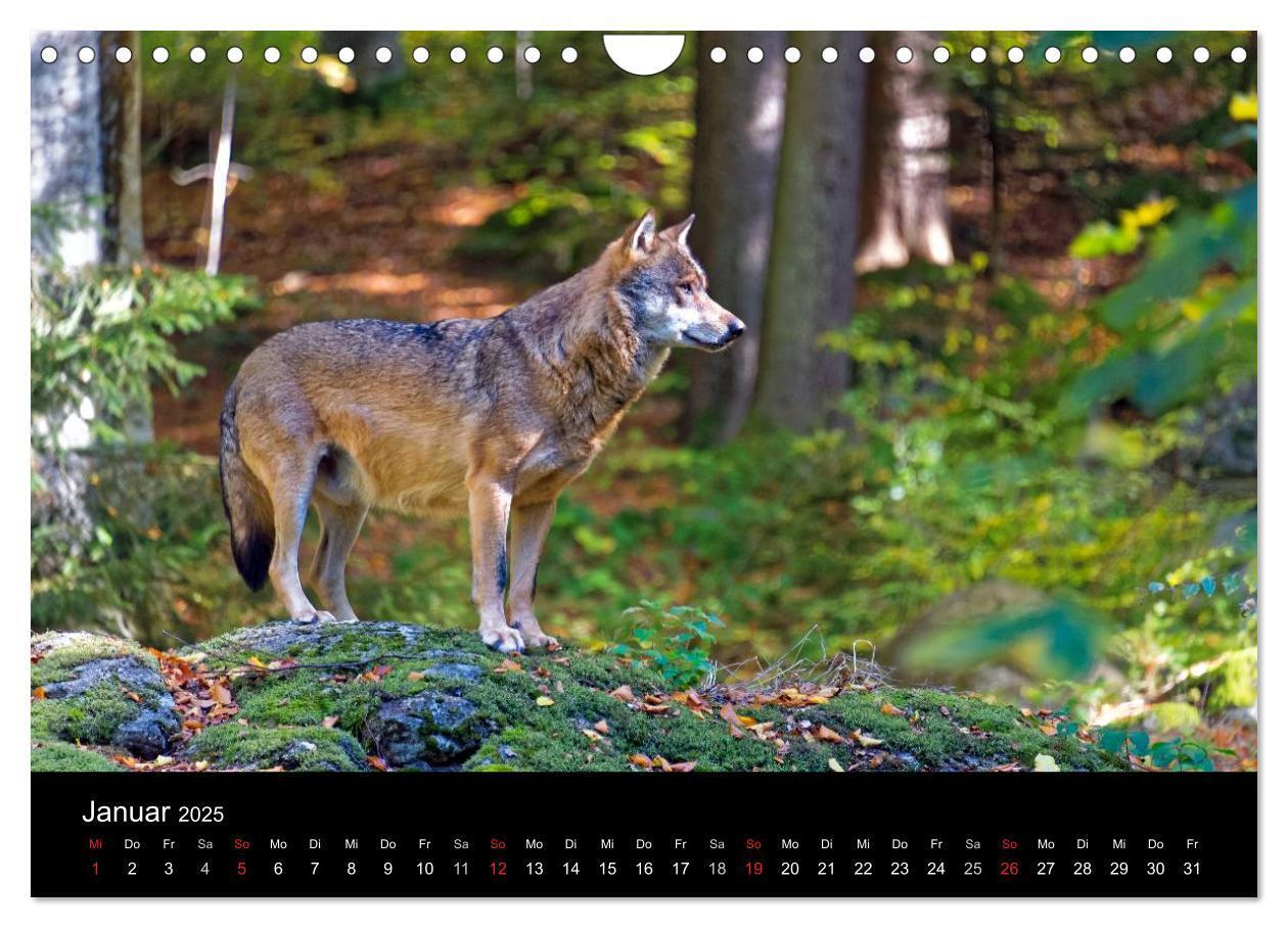 Bild: 9783435537990 | Herbst im Nationalpark Bayerischer Wald (Wandkalender 2025 DIN A4...