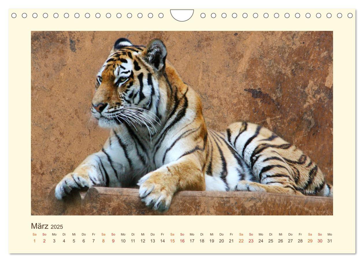 Bild: 9783435449378 | Sibirische Tigerportraits (Wandkalender 2025 DIN A4 quer), CALVENDO...