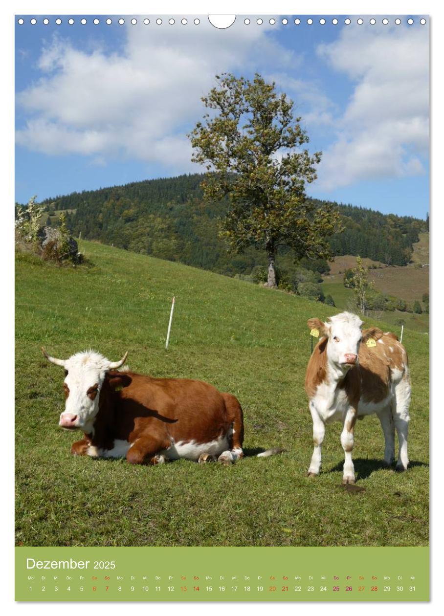 Bild: 9783457027424 | Schwarzwald und Kühe im Hochformat (Wandkalender 2025 DIN A3 hoch),...