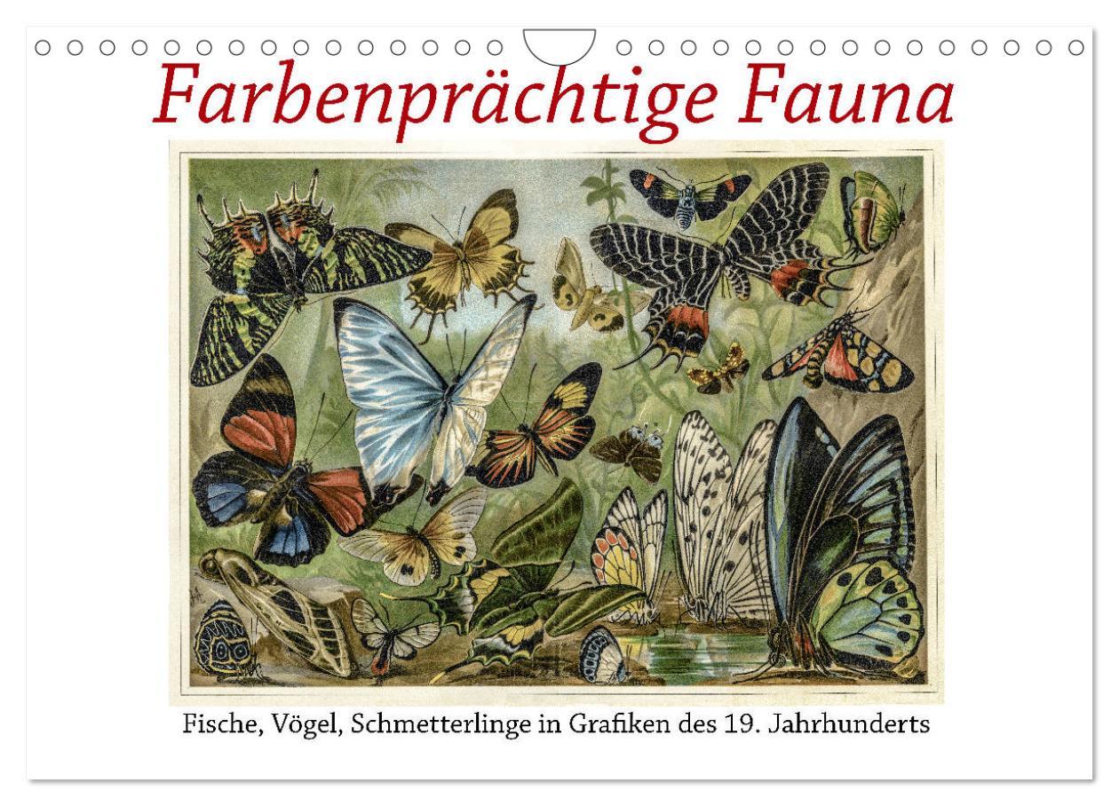 Cover: 9783435327874 | Farbenprächtige Fauna. Fische, Vögel, Schmetterlinge in Grafiken...