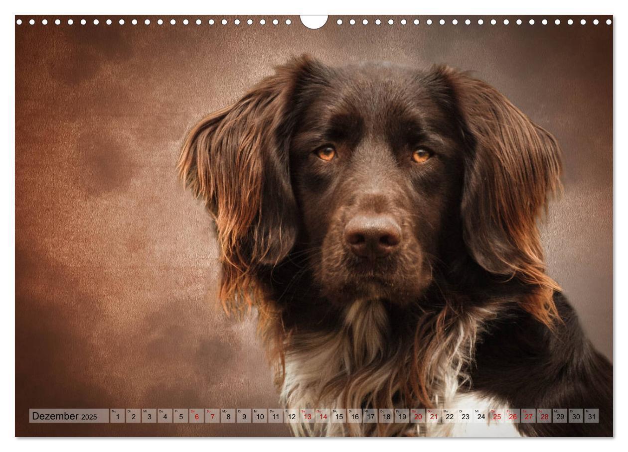 Bild: 9783435293933 | Jagdhunde im Portrait (Wandkalender 2025 DIN A3 quer), CALVENDO...