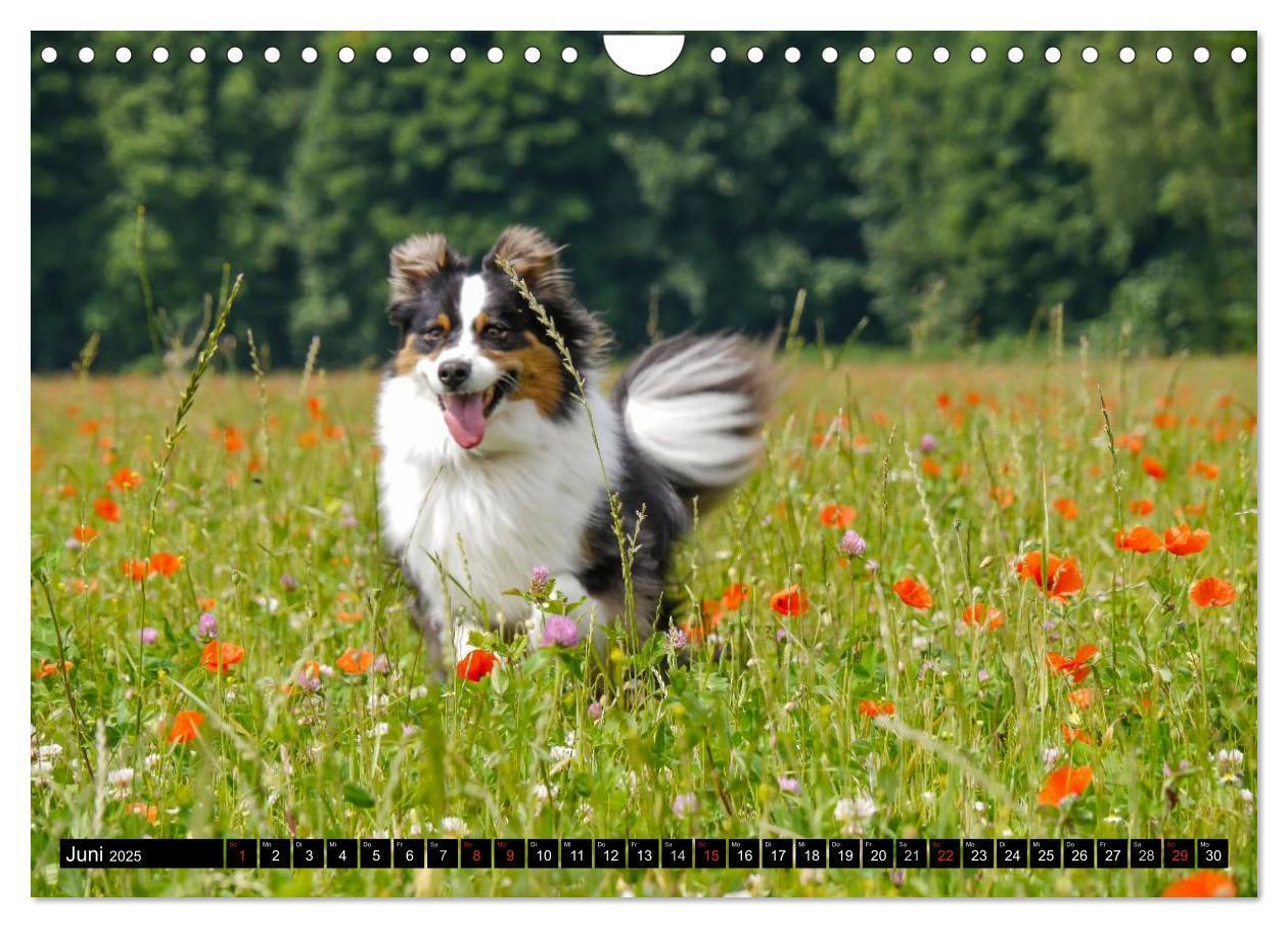 Bild: 9783435553624 | Australian Shepherd - Lebensfreude auf vier Pfoten (Wandkalender...