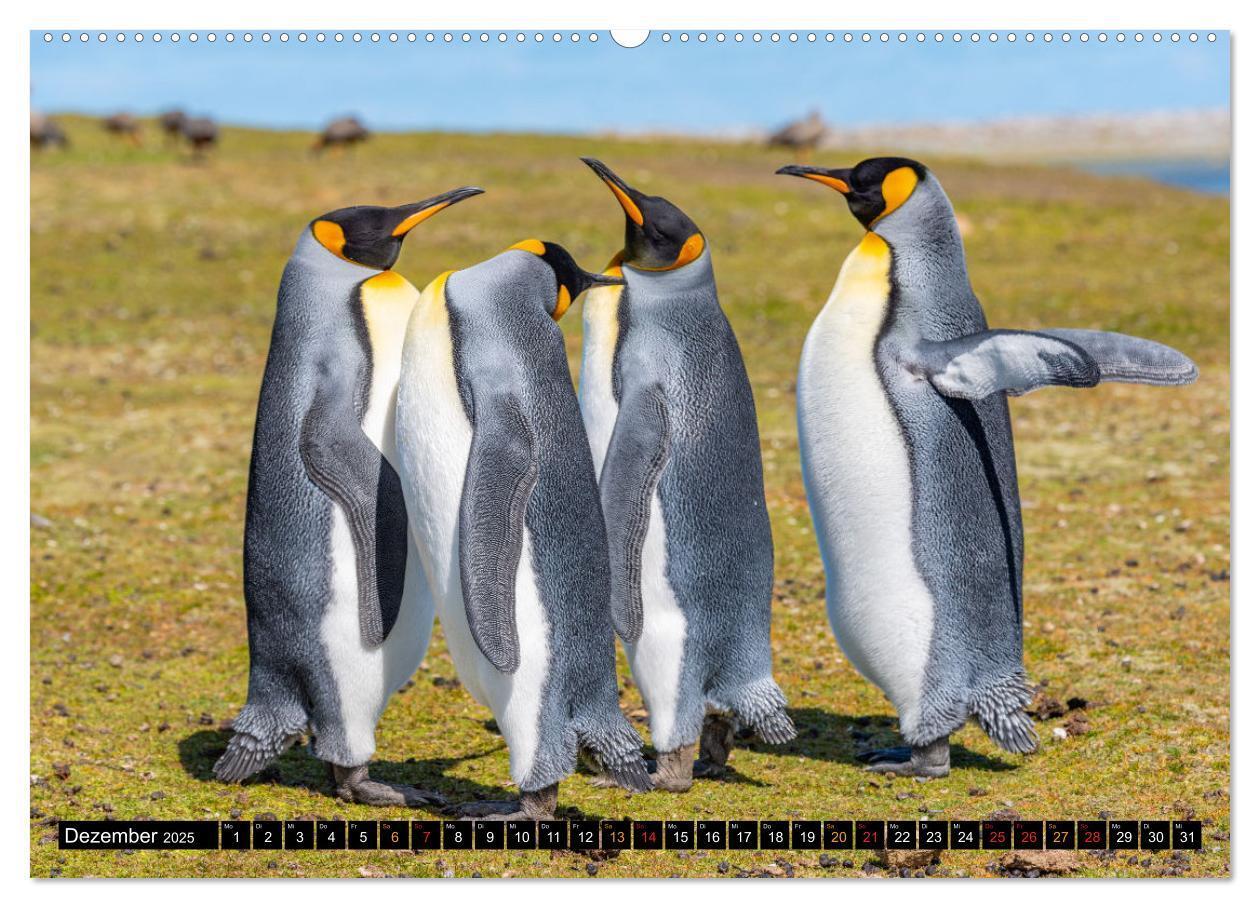 Bild: 9783435077793 | Königspinguine an der Bluff Cove (hochwertiger Premium Wandkalender...