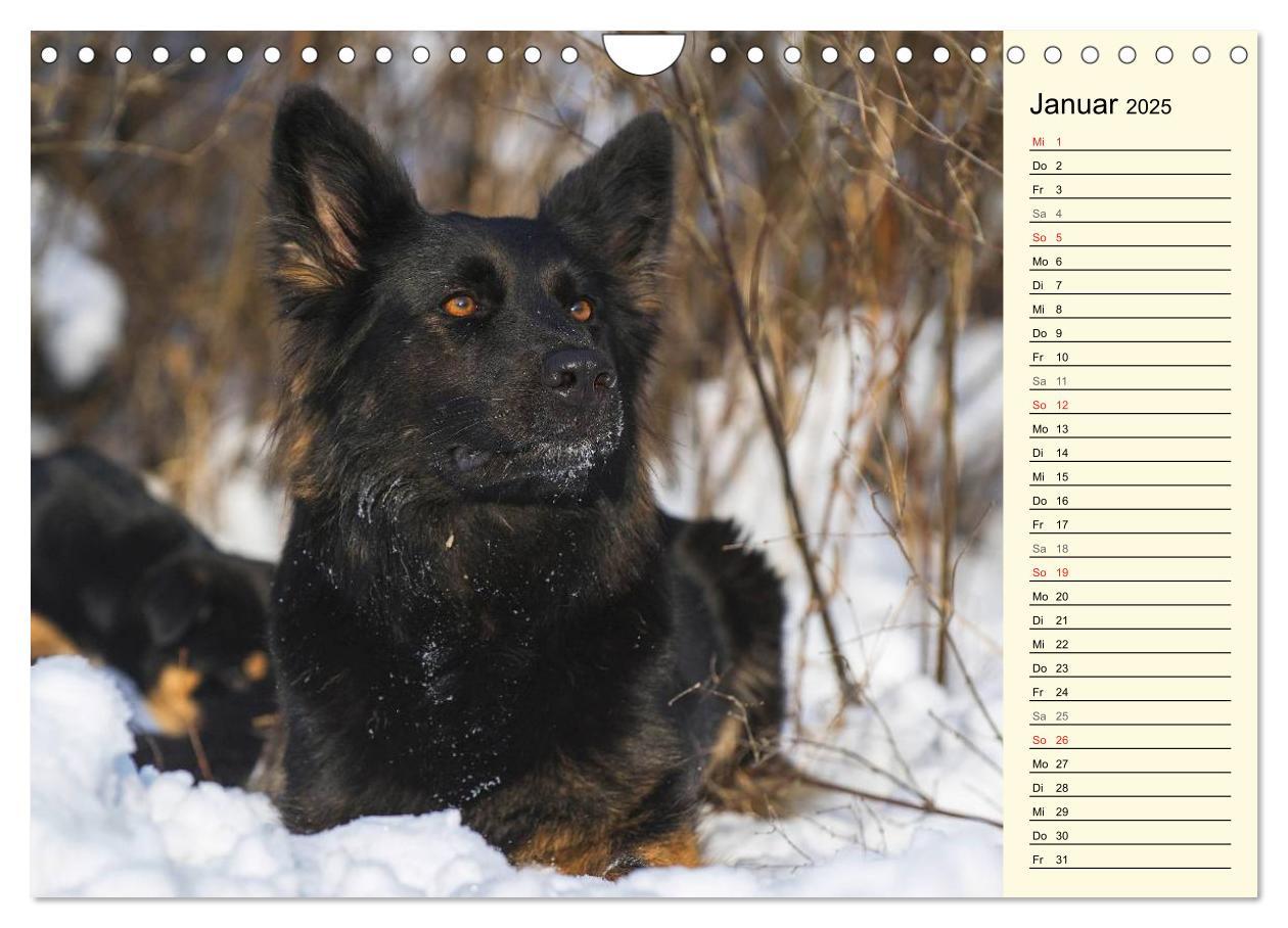 Bild: 9783435541935 | Altdeutsche Hütehunde - Fast vergessen (Wandkalender 2025 DIN A4...