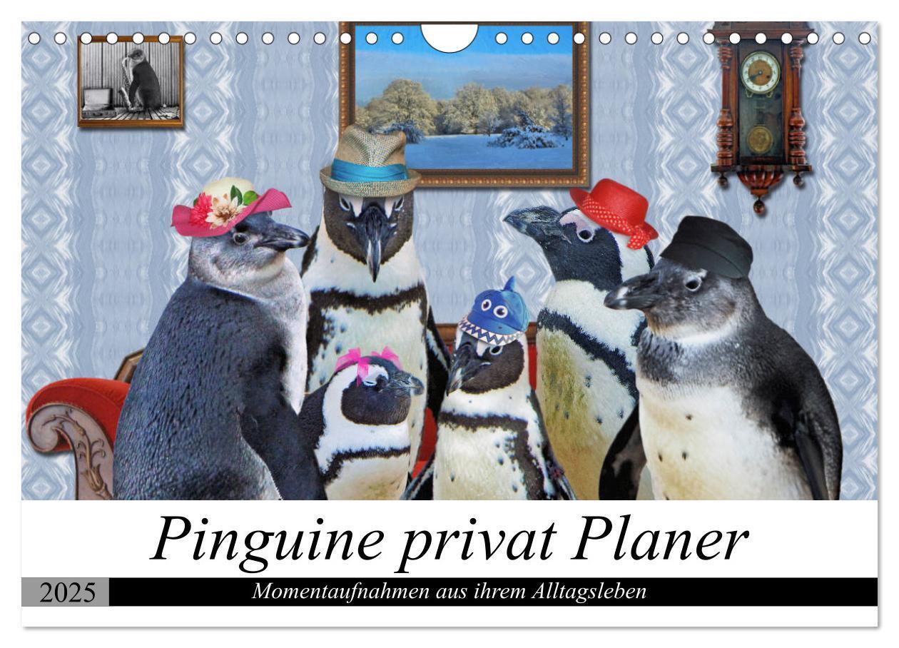 Cover: 9783435313877 | Pinguine privat Planer (Wandkalender 2025 DIN A4 quer), CALVENDO...