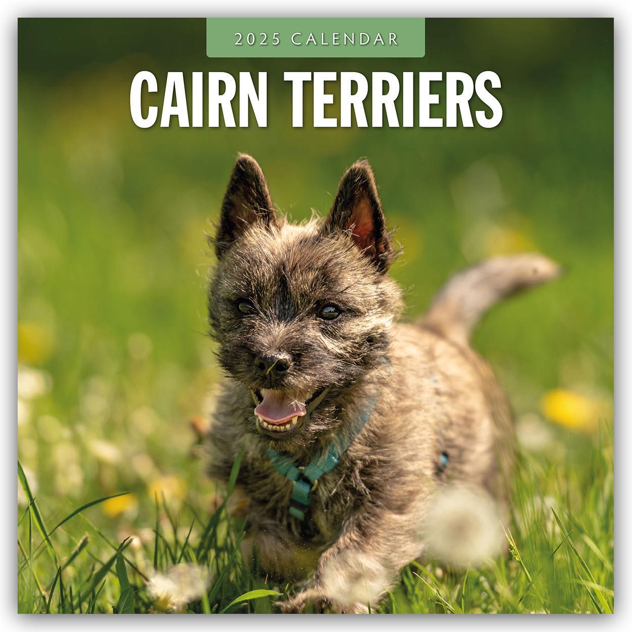 Cover: 9781804424438 | Cairn Terriers - Cairn Terrier 2025 - 16-Monatskalender | Robin Red