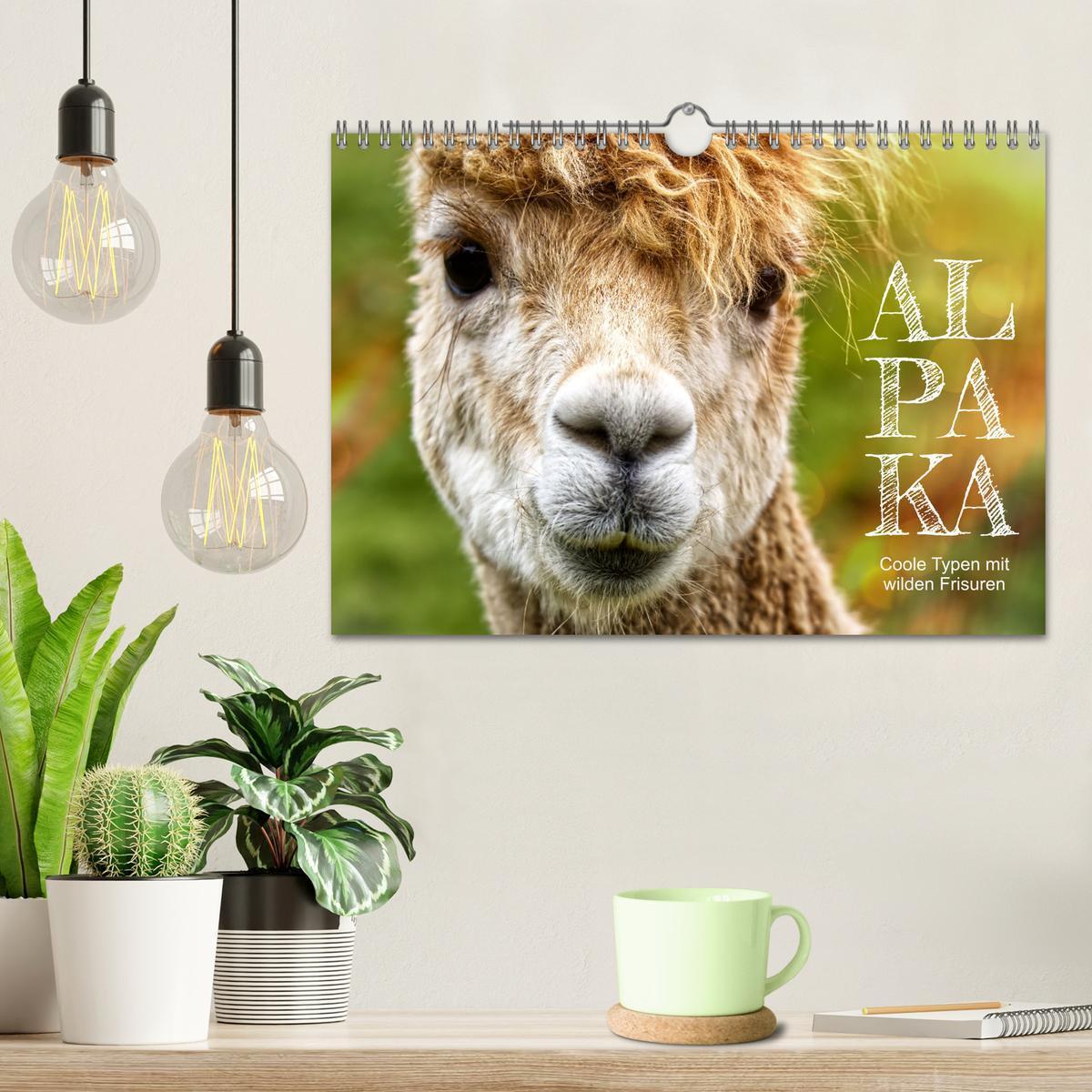 Bild: 9783383983924 | Alpaka, coole Typen mit wilden Frisuren (Wandkalender 2025 DIN A4...