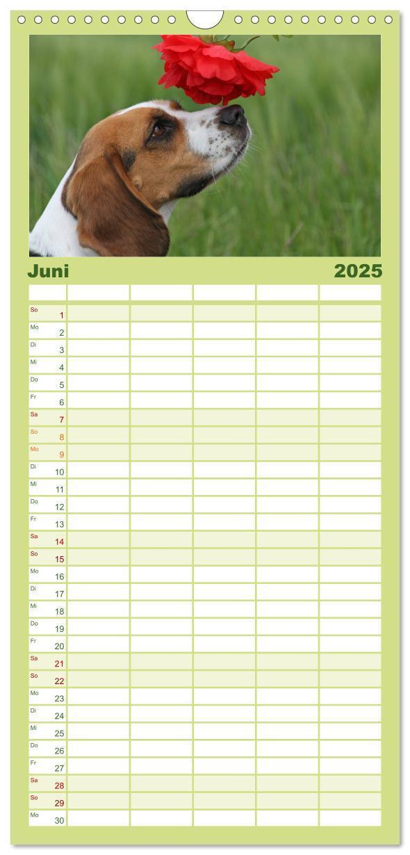 Bild: 9783457124727 | Familienplaner 2025 - Beagle mit 5 Spalten (Wandkalender, 21 x 45...