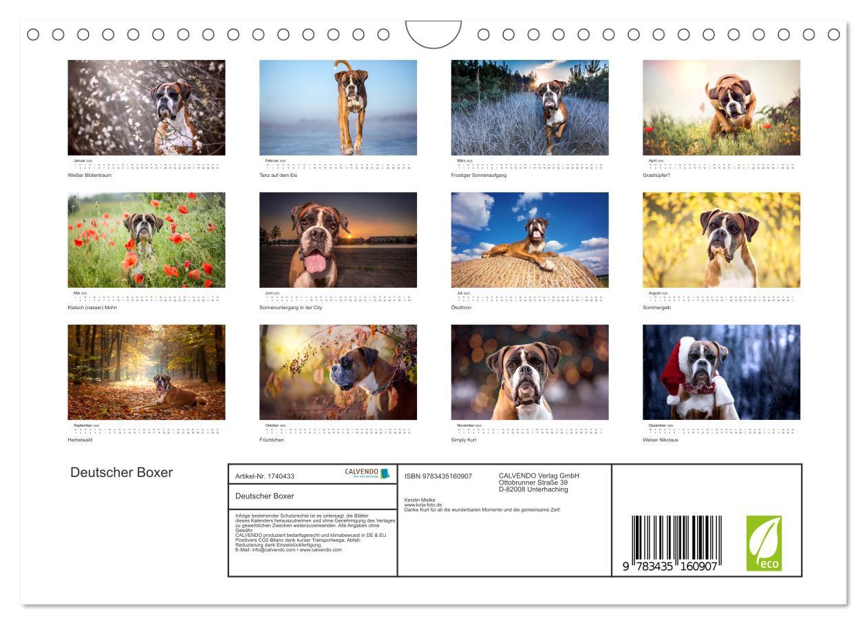 Bild: 9783435160907 | Deutscher Boxer (Wandkalender 2025 DIN A4 quer), CALVENDO...