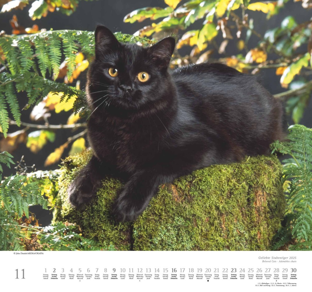 Bild: 4250809652498 | DUMONT - Geliebte Stubentiger 2025 Wandkalender, 38x35,5cm,...