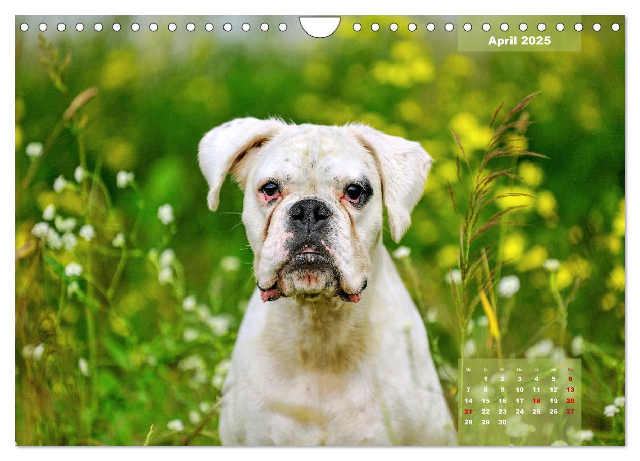 Bild: 9783435179947 | Einmal Boxer - immer Boxer (Wandkalender 2025 DIN A4 quer),...